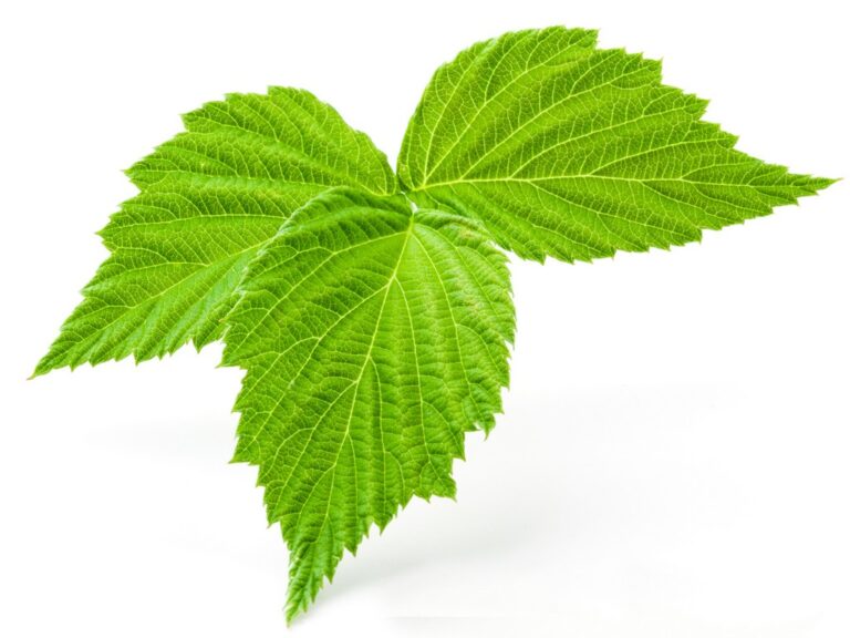 Red Raspberry Leaf: Nature’s Secret Weapon for Supercharging Female Fertility